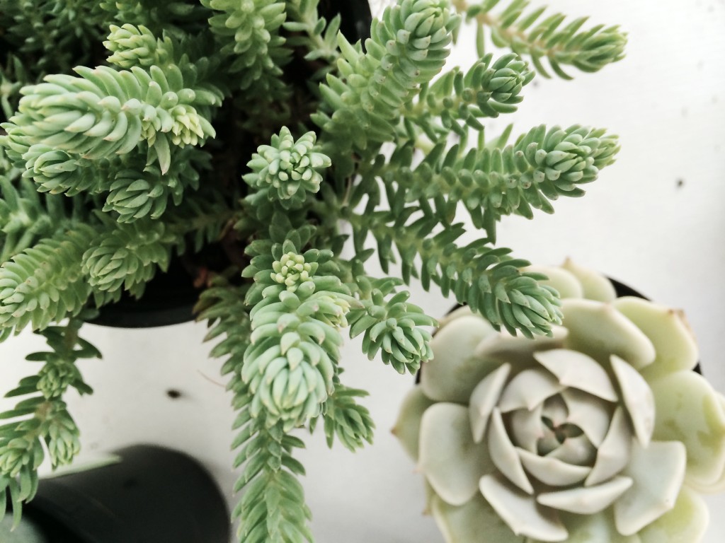 How to Create a Succulent Container Garden Arrow+Sage/Design Lines Raleigh NC 6